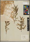Foto von Salix alba L. x Salix pentandra L.